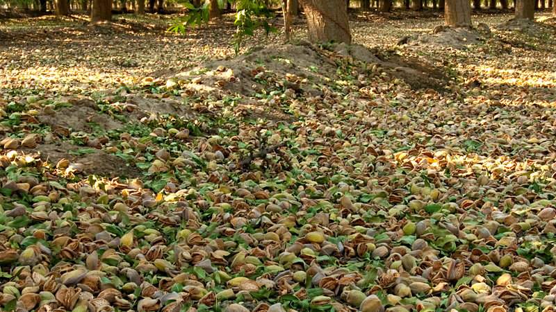800x450-Almonds