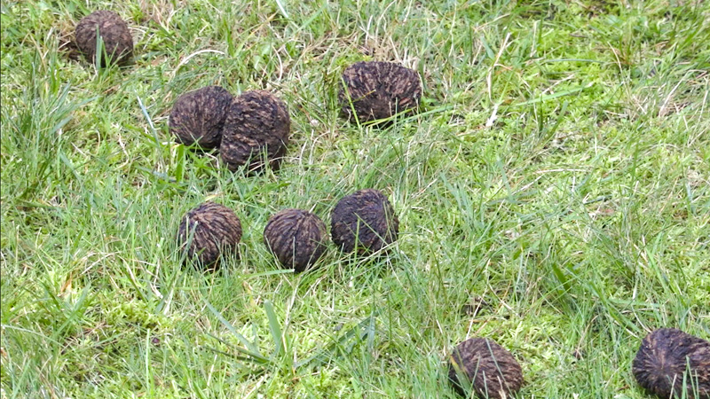 800x450-Black-Walnuts