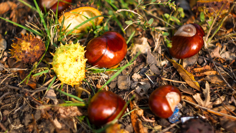 800x450-Chestnuts