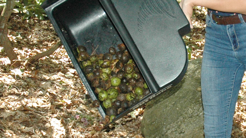 800x450-Hickory-Nuts