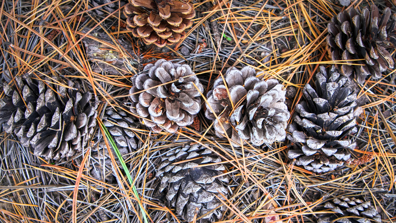 800x450-Pine-Cones