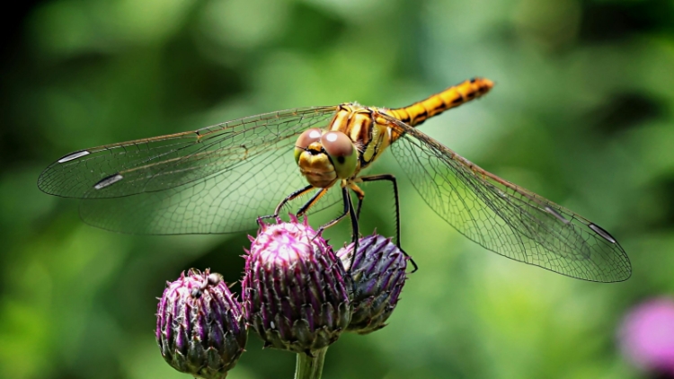 Building a Dragonfly Sanctuary in Your Yard: Nature's Solution to Mosquito  ControlAmerica's #1 Lawn and Leaf Vacuum | Cyclone Rake