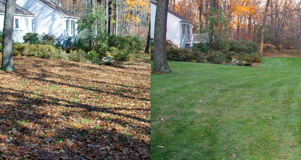Before and after of a yard the used a cyclone rake
