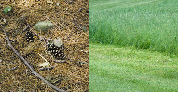 split image of pine cones and twigs on one side the other side is tall wet grass
